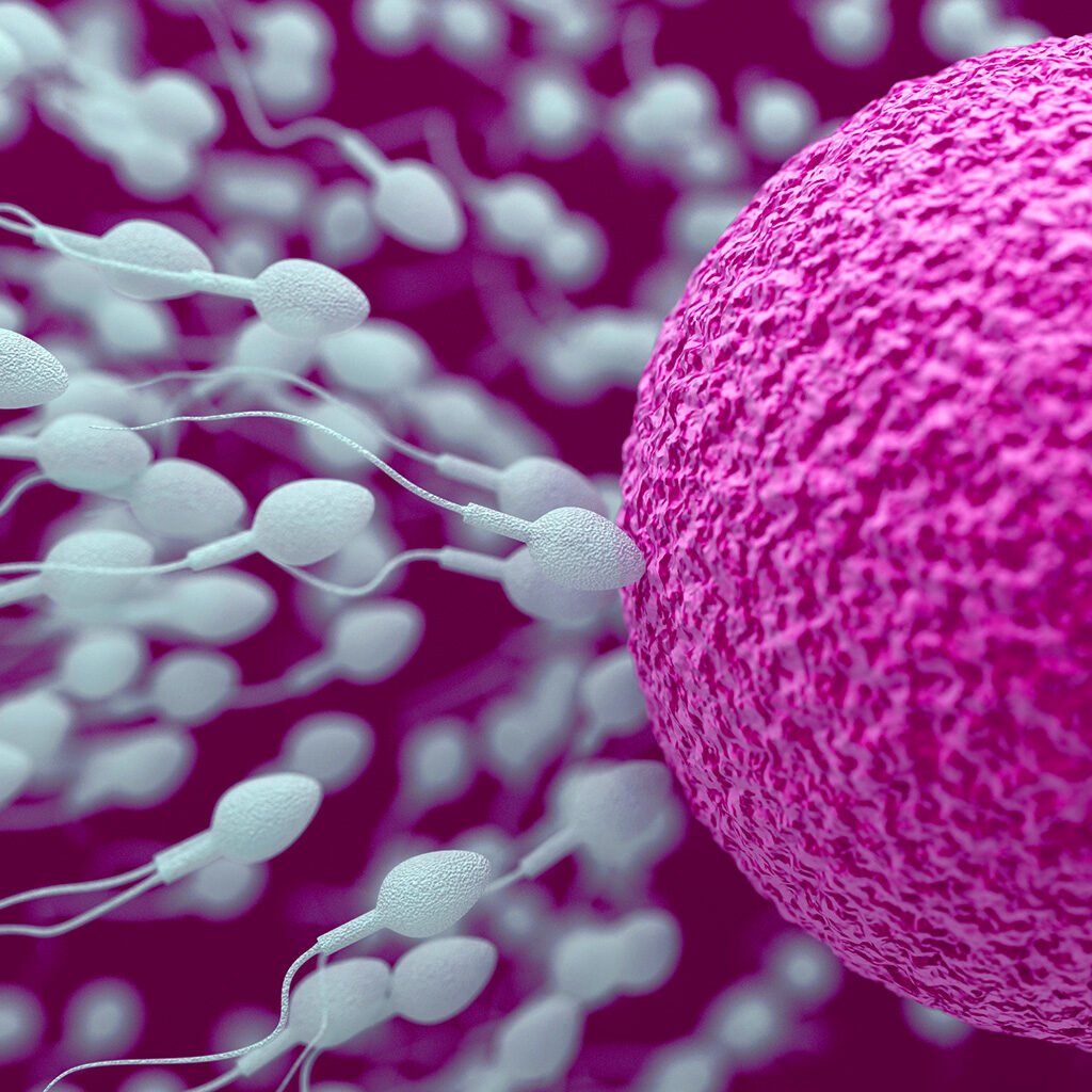 ocyte donation