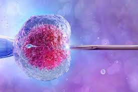 Embryo Freezing (Vitrification)